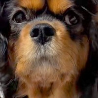 寝起き直後の犬→髪型を見てみたら…衝撃の『ヘアースタイル』に爆笑とツッコミの声「実験失敗しました？」「ベテラン指揮者で草」と50万再生