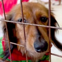 譲渡会で『悲しげな顔』で震える保護犬→勇気を振り絞って近寄ってきてくれて…お迎えして数日後の『現在』に感動「本当よかった」「幸せに」