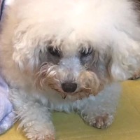 人を怖がり触れることもできなかった繁殖引退犬→4年間愛情を注ぎ続けたら…涙が止まらない『現在の姿』に感動「素敵」「本当に幸せそう」