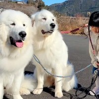 3歳の女の子が『超大型犬2頭の散歩』をした結果→大人顔負けな『たくましすぎる光景』が11万再生「本当の姉妹みたい」「みんな可愛い」と称賛