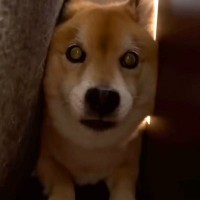 犬に服を着せようとしたら『大嫌いなカッパ』と勘違いしてしまい…まさかの『ブチギレる光景』が18万再生「いい性格してるｗ」「賢い証拠」