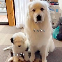 先輩犬に甘える赤ちゃん犬→すくすく成長した結果…自分の大きさを理解していない『まさかの光景』が20万再生「逆転してるw」「愛おしい…」