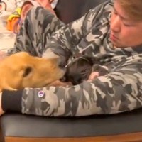 小さな犬を可愛がるパパ→大型犬が嫉妬してしまい…絶対に自分だけを構ってほしい『尊い行動』が57万再生「素直な表現で可愛い」「愛くるしい」