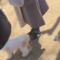 ドッグランで『愛犬がどっか行ったな』と思い探した結果→予想を超える『衝撃の光景』が79万再生「想像以上に馴染んでて草」「しれっとｗ」