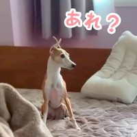 『一緒に寝よう』とベッドへ向かうパパと犬→途中で隠れてみた結果…とんでもなく『健気な行動』が114万再生「子供と一緒」「親子の愛を確信」