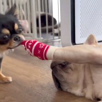 靴下を履いている犬→もう1匹の犬に奪われ続け…あまりにも『無抵抗な光景』が面白すぎると152万再生「可愛すぎて悶絶」「意思なくて草」