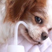 犬が『水を飲まなくなる』原因6つ　主な要因や水分不足を防ぐ方法まで