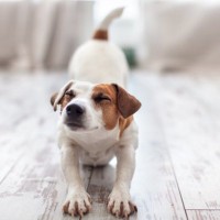 犬が『体を伸ばす』心理4選　ぐーっと伸びをする理由や注意が必要な状態まで
