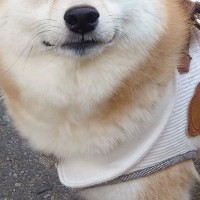 7歳の犬にオヤツをあげようとしたら、もたついてしまい…手間取っている時に見せた『表情』に30万いいね集まる「慈愛ｗ」「悟り開いてて草」