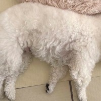 ケージに頭をくっつけて眠るふわふわ犬→よく見てみると…もはや柵の外に出ている光景に反響「頭から柵が生えてる」「可愛すぎるｗｗ」と絶賛の声