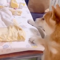 『赤ちゃんが見当たらない！』とパニックになる犬→家族愛に溢れた『焦りすぎている光景』が227万再生「感情ダダ漏れ」「母性爆発してる」