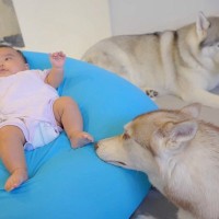赤ちゃんがなかなか寝ないので『2匹のハスキー犬に預けてみた』結果…思わず頬が緩む『微笑ましい光景』に反響「なんてリッチ」「大好きなんだ」