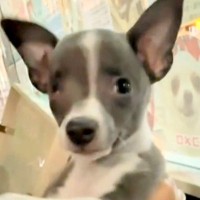 『生まれつき右目がない』保護犬の赤ちゃん→家族に迎え、大切に育てた結果…心あたたまる『素敵な物語』に「かわいい…」「成長が楽しみ」と反響