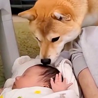 赤ちゃんと一緒に転がる犬→なぜかクンクンと嗅ぎ続けて…家族でも気づかなかった『異変』が202万再生「最高のベビーシッター」「頼もしい」