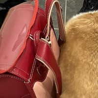 学校へ行こうとする女の子→犬が玄関で『一緒に行きたい』と…まさかの『紛れ込み方』に10万いいね集まる「持ち物に食パンあった？」「お弁当？」