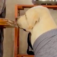 おばあちゃんの家に遊びに行った大型犬が毎回すること…ちょっぴり気まずい『まさかの行動』に3万いいね「うちにも来てほしいｗ」「無言の圧」