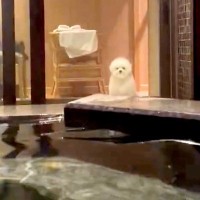初めての『旅行』をする犬→飼い主が客室温泉に入っていたら…『心配性な光景』が健気すぎると203万表示「全力で見守ってる」「困惑顔ｗｗ」