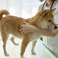 犬が『苦手に感じる場所』5選　どうしても連れて行かなければならないときの対処法まで