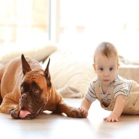 犬が『伏せたまま歩く』心理4つ　放っておいて大丈夫？不思議な行動の意味とは