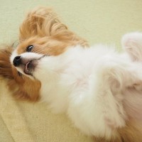 犬が飼い主に『お腹を見せてくる』6つの理由 　どんな意味があるの？仰向けになったときの適切な接し方まで