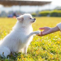 犬が指示なしで『オテ』をしてくる理由5つ　主な心理や愛犬が飼い主に伝えたい気持ちまで