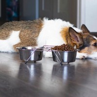 犬の『食が細くなる』原因3つ　愛犬にごはんを食べてもらうための対処法とは？