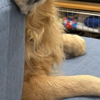 家族が食事中、すでにご飯を食べた大型犬が…思った以上に『切ない表情』に55万表示の反響「過去のことだもんね…」「うちも同じｗ」の声