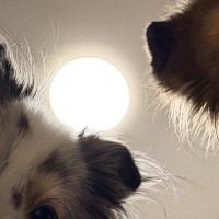 『はい、すいません、起きます』ふと目が覚めると、2匹の犬が…絶対二度寝できない光景に3万いいね「めっちゃ圧で草」「観察されてるｗ」