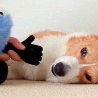 指を近づけると『ムキ顔』になる犬→ぬいぐるみの手で検証してみたら…まさかの反応が129万表示「漫才みたいで笑った」「かわいいｗｗ」の声