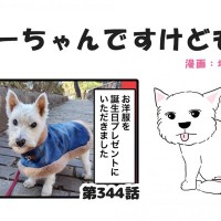 ちーちゃんですけどもっ【第344話】「可愛いお洋服をありがとう」