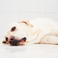 犬が『体調不良』のときにみせるサイン６選　注意すべき症状や判断する方法まで