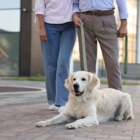 『シニア犬』が異常な食欲をみせる理由5つ　食欲旺盛なのは問題ないの？