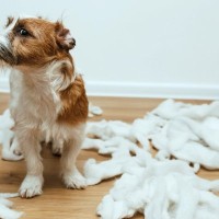 犬の『機嫌が悪い』サイン５選　愛犬の気持ちを察する方法や機嫌を直してもらうためにできることまで