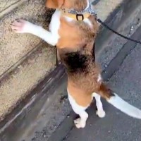散歩中の犬が『壁の向こうにワンコがいる』と気付いた結果→『まさかの探し方』が142万表示「全部チェックするのたまらん」「会えるといいね」