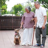 人は高齢でも犬を飼うことができる？愛犬を不幸にさせないために知っておくべきことまで