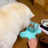 犬のために『ご飯が出てくるおもちゃ』を購入→使い方を教えた結果…愛おしすぎる『勘違い』に7万いいね「なぜそこｗｗ」「困り顔で可愛い」