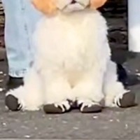 『飼い主を待つ犬』を遠くから撮影→まるで『ぬいぐるみ』のようで…あまりにも尊い『座り方』が99万再生「前世はテディベア」「う、動いた！」