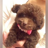 『まるでぬいぐるみのようだった子犬が…』10年後→まさかのビフォーアフターに9万いいね集まる「ダンブルドアで草」「10年の愛詰まってる」