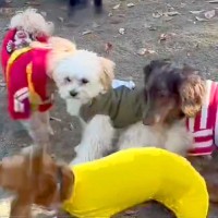 犬見知りの子犬が『たくさんの犬に囲まれてしまった』結果→可愛すぎる『解決策』に1万いいね「知らないお姉さん羨まし過ぎ」「助け求めてるｗ」