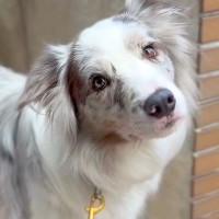 世界一賢い犬種に『パパが前にランチ買ったお店、分かる？』と無茶ぶりをした結果→人間顔負けな『衝撃の結末』が140万再生「鳥肌立った」