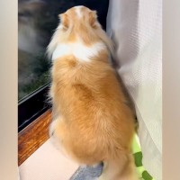 『見たことないｗｗ』家族の帰りを喜ぶ犬→感情が乗っかりすぎた『しっぽの動かし方』が31万再生「プロペラｗｗ」「めちゃくちゃかわいい」
