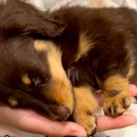 お店の裏でお昼寝していた『子犬』を飼った結果→おとなしいかなと思ったら…『まさかのギャップ』が32万再生「可愛い怪獣」「猫かぶってたｗ」