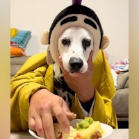 犬と『二人羽織』に挑戦した結果→本能むき出し過ぎる『カオスな状況』に256万再生の反響「脳がバグるｗ」「制御不能ｗｗ」「ご乱心で草」