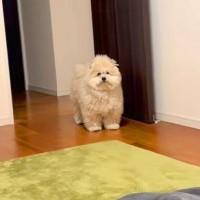 名前を呼んでも無視する犬→一瞬で呼び寄せる方法が…まさかの『独特すぎる呼び方』に62万再生の反響「どういうことやねんｗｗ」「吹いた」