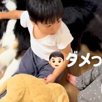 『ダメッ！！』犬を撫でていた男の子が、突然弟に怒って…あまりにも尊い『理由』に反響「なんて優しいお兄ちゃん」「いい子」「大事だもんね」
