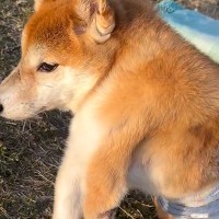 『いま、幸せですか？』四肢が麻痺した犬を保護→いつも不安そうな顔をして…感動が止まらない『現在の光景』が53万再生「絆感じる」「幸せに」
