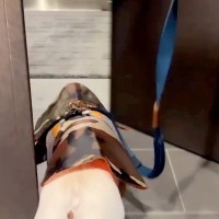 散歩前、ご機嫌な犬→玄関を出た瞬間『雪』が積もっていて…気付いた瞬間の『絶望』が11万再生「真顔やめｗｗｗ」「きれいに滑ってて草」