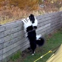 キャンプ場で『3分だけ犬のそばを離れた』結果→『置いて行かれた』と勘違いして…愛おしすぎる光景が38万再生「可愛い」「たまらない…」