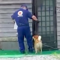 犬がいる家に『配達員のお兄さん』が来た結果→運び終わるのを待って…優しさ溢れる『幸せな光景』が64万再生「離れがたいね」「心がホッコリ」