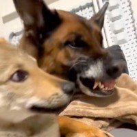 子犬が同居犬に怒られそうになった瞬間、もう1匹のワンコが…まさかの『優しすぎる行動』が23万再生「来るのはっやｗ」「めっちゃ平和」と称賛